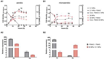 The TorRS two component system regulates expression of TMAO reductase in response to high hydrostatic pressure in Vibrio fluvialis
